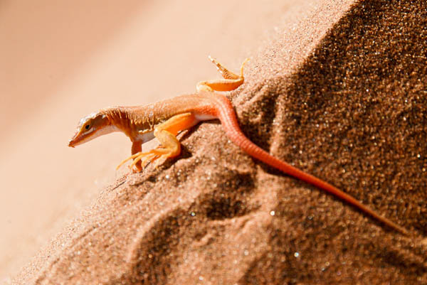 lzard des sables